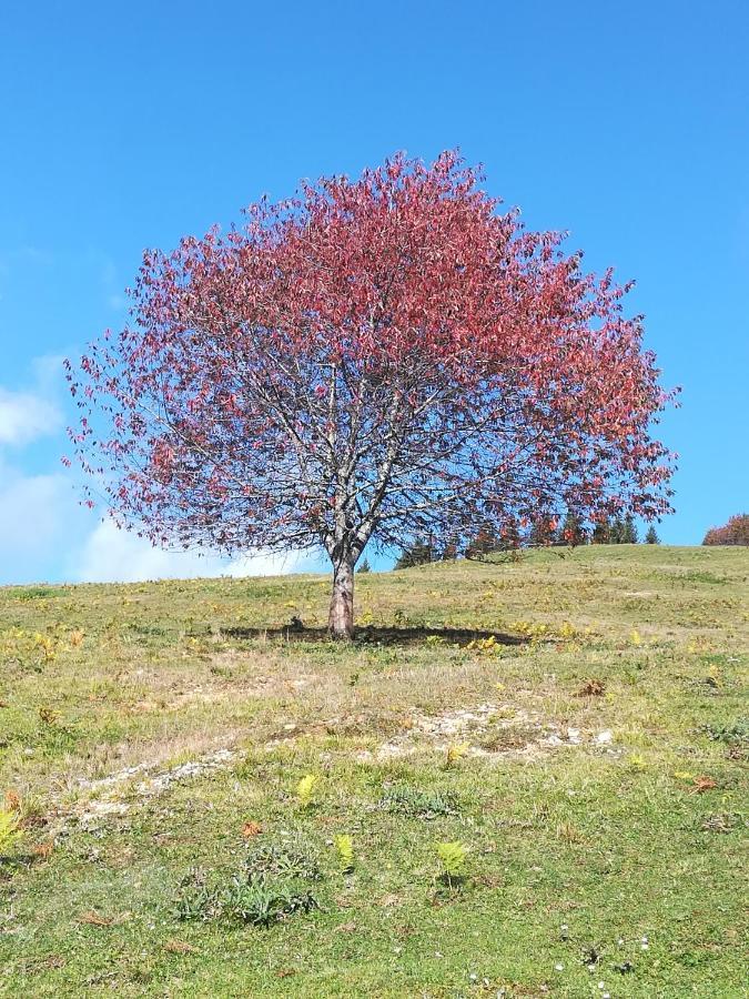 Zbogar Lägenhet Rateče Exteriör bild
